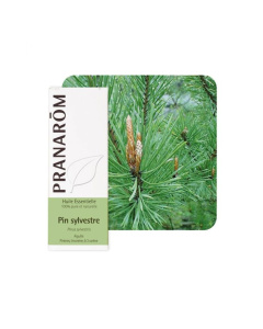 Pranarom eterično ulje bor bijeli